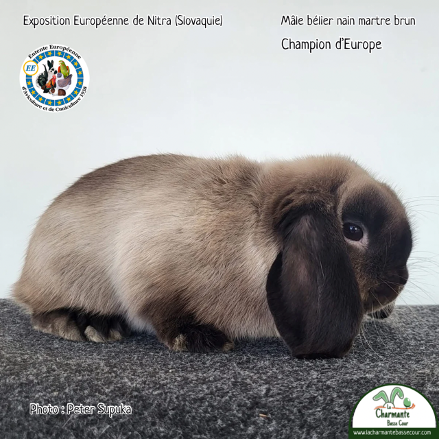 Champion d'Europe — Mâle bélier nain martre brun