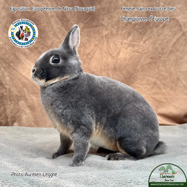 Championne d'Europe — Femelle nain rex loutre bleu