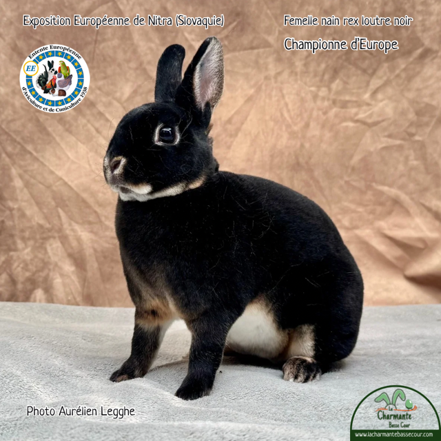 Championne d'Europe — Femelle nain rex loutre noir