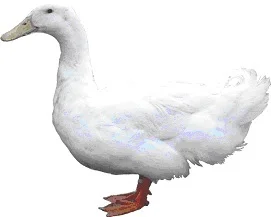Le Canard de Bourbourg