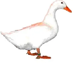 Le Canard d'Estaires