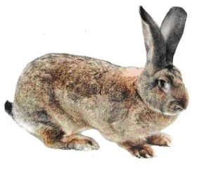 Le Géant des Flandres