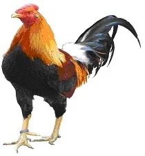 Grand Combattant du Nord
