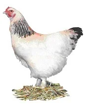 La Poule de Bourbourg