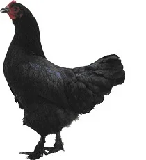 La Poule d'Estaires