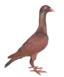 Le Roubaisien
